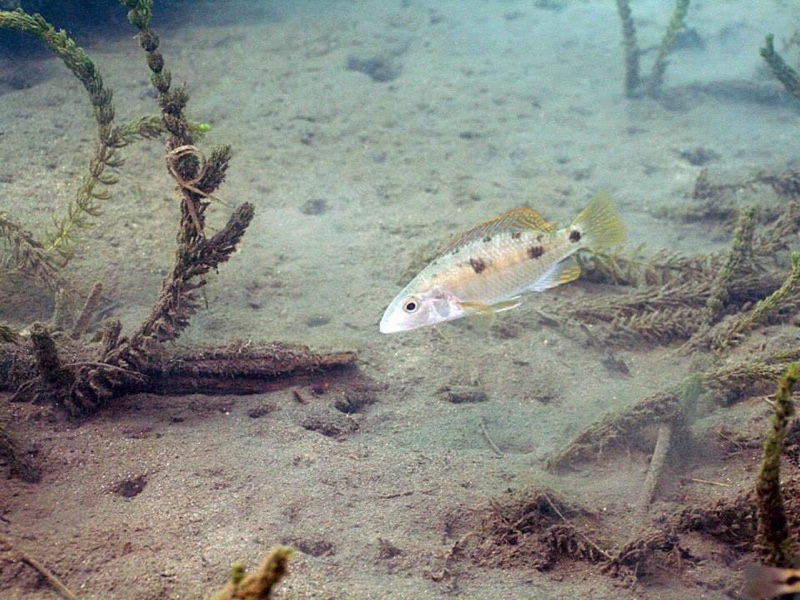 Stigmatochromis pholidophorus 'Chiofu'